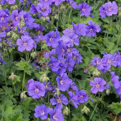 Géranium vivace à fleur d'anémone - Bakker