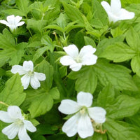 Bakker - Géranium vivace Silverwood - Geranium nodosum silverwood - Plantes d'extérieur