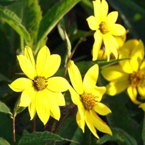 Bakker - Tournesol vivace géant - Helianthus atrorubens giganteus - Plantes d'extérieur