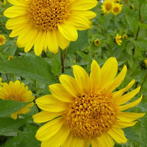 Tournesol vivace Capenoch Star - Bakker