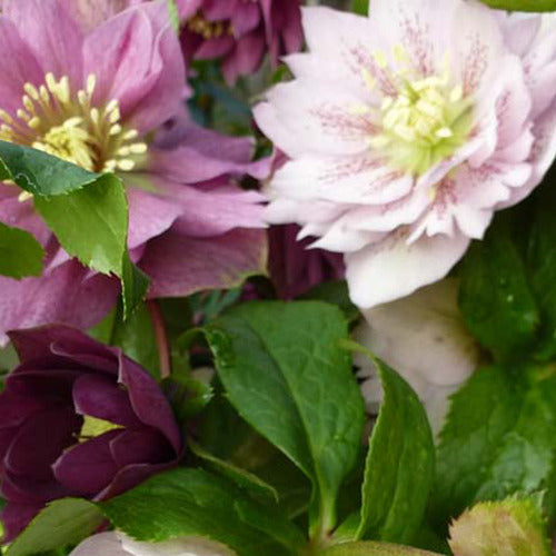 Bakker - Héllébore d'Orient - Helleborus orientalis mixed colors - Plantes d'extérieur