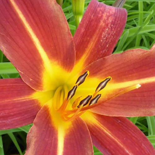 Bakker - Hémérocalle Autumn Red - Hemerocallis autumn red - Plantes d'extérieur