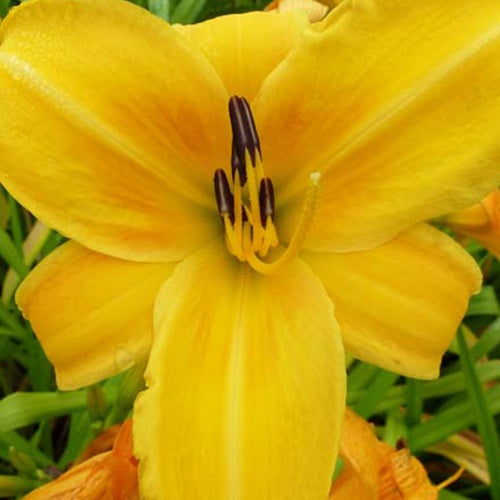 Hémérocalle Chicago Sunrise Lys d'un jour - Bakker