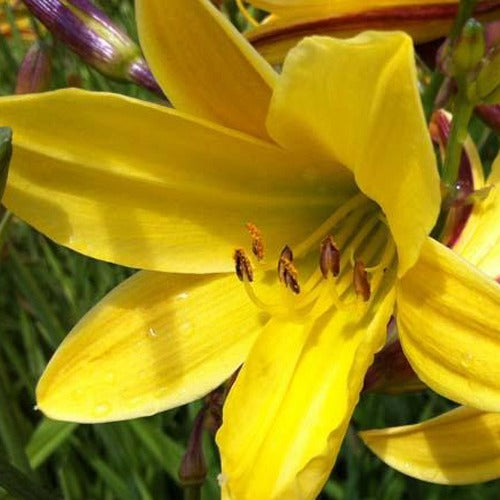 Hémérocalle Lemon Bells - Bakker