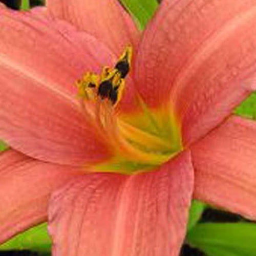 Bakker - Hémérocalle Pink Charm - Hemerocallis pink charm - Plantes d'extérieur