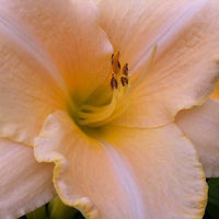 Bakker - Hémérocalle Serena Sunburst - Hemerocallis serena sunburst - Plantes d'extérieur