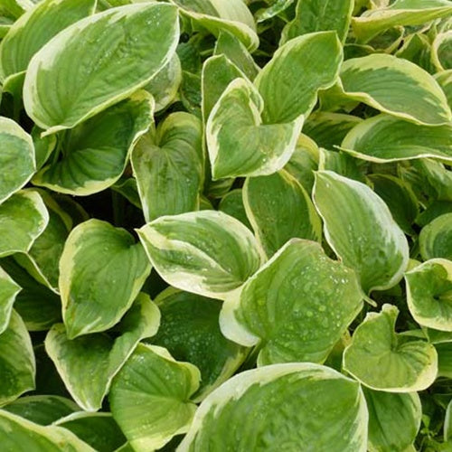 Hosta Diana Remembered - Bakker