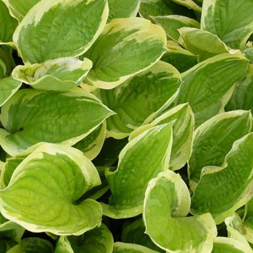 Hosta Delta Dawn - Hosta delta dawn - Bakker