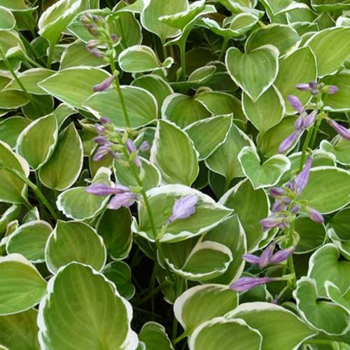 Hosta Diamon Tiara - Bakker