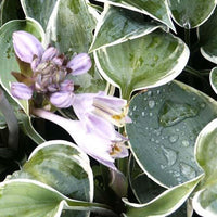 Bakker - Hosta El Nino - Hosta hybride el nino - Plantes d'extérieur