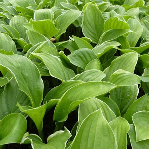 Bakker - Hosta Fragrant Fire - Hosta fragrant fire - Plantes d'extérieur