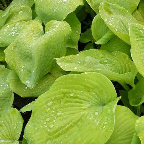 Hosta Golden Sunburst Funkia - Bakker