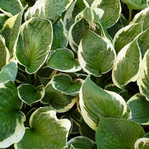 Hosta Independence - Bakker
