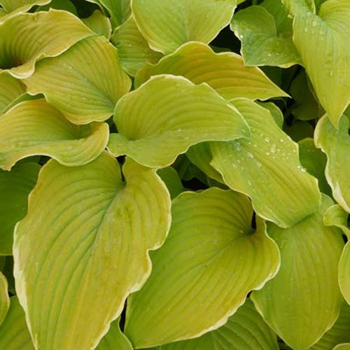 Hosta Lakeside Cha Cha - Bakker