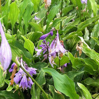 Bakker - Hosta Out House Delight - Hosta out house delight - Plantes d'extérieur