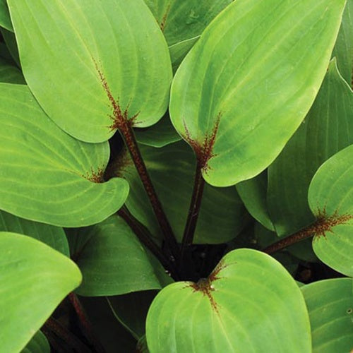 Hosta Purple Heart - Bakker