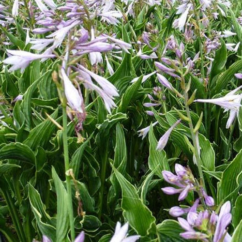 Bakker - Hosta Praying Hands - Hosta hybride praying hands - Arbustes et vivaces