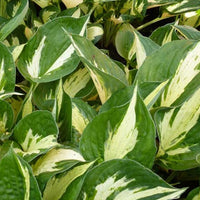 Bakker - Hosta Revolution - Hosta hybride revolution - Plantes d'extérieur