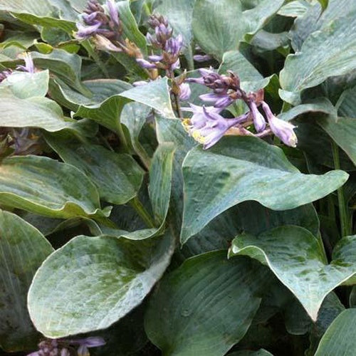 Hosta Winfield Blue - Bakker