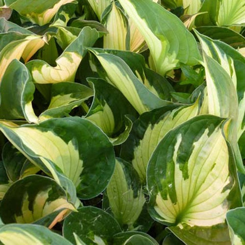 Bakker - Hosta Whirlwind - Hosta whirlwind - Plantes d'extérieur