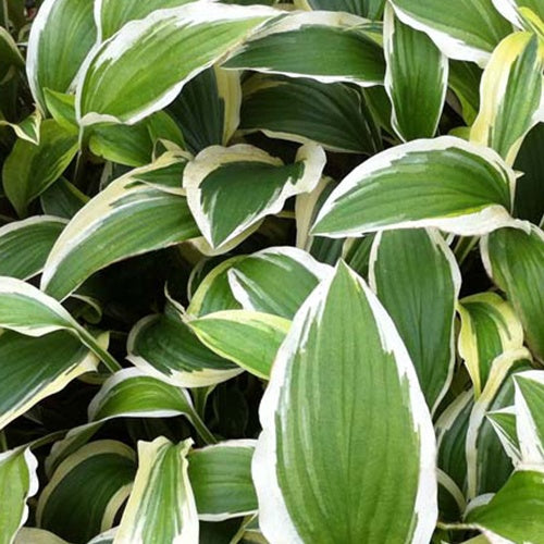 Bakker - Hosta Yellow Splash Rim - Hosta yellow spash rim - Plantes d'extérieur