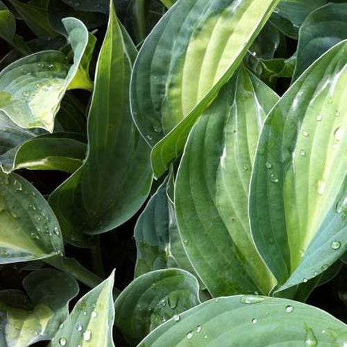 Hosta Striptease - Bakker