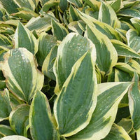 Bakker - Hosta Wolverine - Hosta hybride wolverine - Plantes d'extérieur