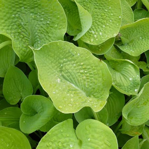 Hosta Zounds - Bakker