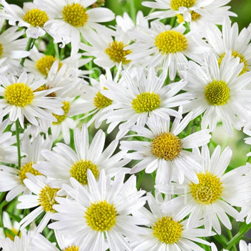 Kaliméris Alba - Bakker