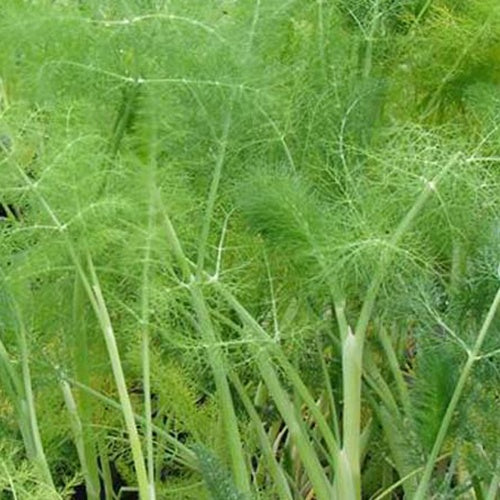 Bakker - Fenouil commun - Foeniculum vulgare - Herbes Aromatiques