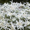 Edelweiss des Alpes Blossom of Snow - Bakker