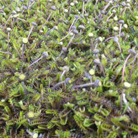 Bakker - 3 Cotules à bractées - Leptinella squalida - Plantes d'extérieur