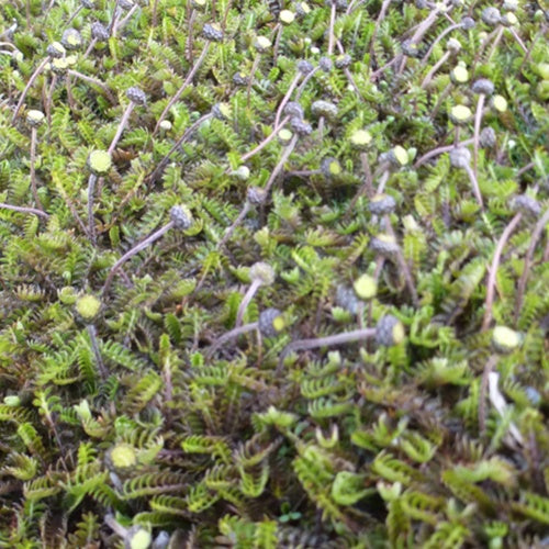 Leptinella squalida - Cotule à bractées - Plantes vivaces