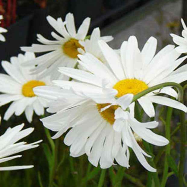 Marguerite d'été Alaska - Bakker.com | France