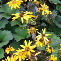 Bakker - Ligulaire Desdemona - Ligularia dentata desdemona - Plantes d'extérieur