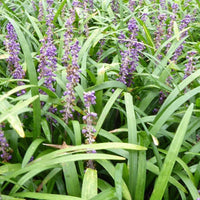 Liriope Evergreen Giant Faux-muscari géant persistant