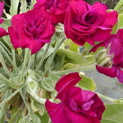 Coquelourde des jardins Gardener's World - Bakker