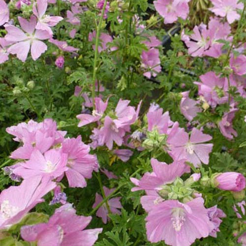 Bakker - 3 Mauves alcées Fastigiata - Malva alcea fastigiata - Plantes d'extérieur