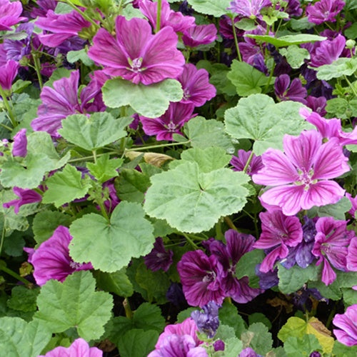 Bakker - 3 Grandes pervenches blanches - Malva sylvestris - Plantes d'extérieur