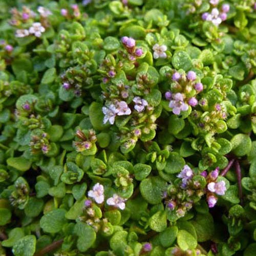 Bakker - 3 Menthes de Corse - Mentha requienii - Plantes d'extérieur