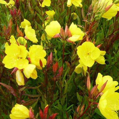 Bakker - 3 Œnothères glauques - Onagres - Oenothera fruticosa ssp glauca - Plantes d'extérieur