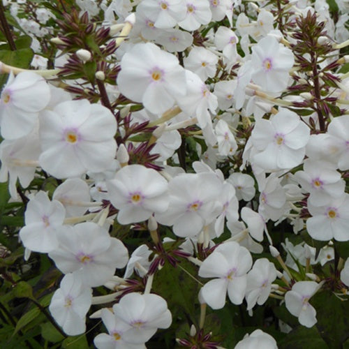 Phlox  maculé Schneelawine - Bakker
