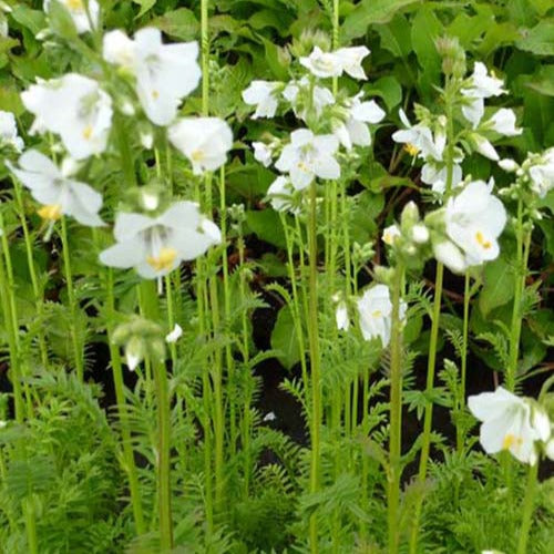 Bakker - 3 Valériane grecque blanche - Polemonium caeruleum album - Plantes d'extérieur