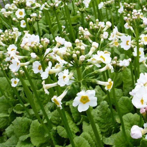 Bakker - 3 Primevère du Japon blanche - Primula japonica alba - Plantes d'extérieur