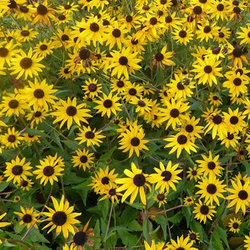 Rudbeckia Early Bird Gold - Bakker