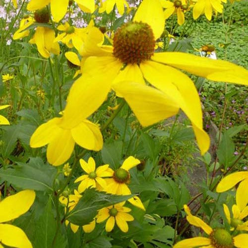 Bakker - Rudbeckia Herbstsonne - Rudbeckia nitida herbstsonne - Plantes d'extérieur