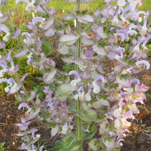 Bakker - Sauge sclarée - Salvia sclarea - Plantes d'extérieur