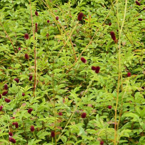 Pimprenelle Cangshan Cranberry - Sanguisorbe - Bakker