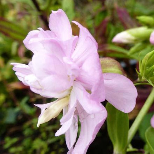 Bakker - Saponaire officinale rose - Saponaria officinalis rosea plena - Plantes d'extérieur