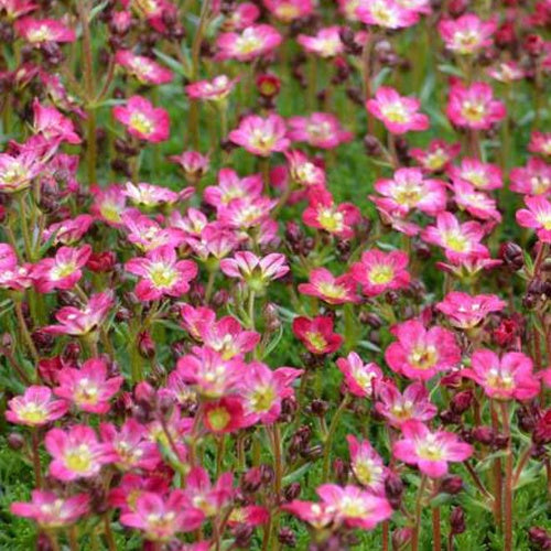 Bakker - 3 Saxifrages mousse Pixie - Saxifraga pixie - Plantes d'extérieur